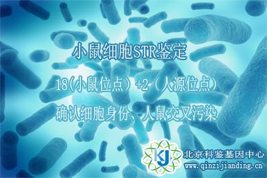 小鼠細(xì)胞鑒定